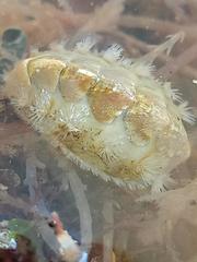 Acanthochitona fascicularis