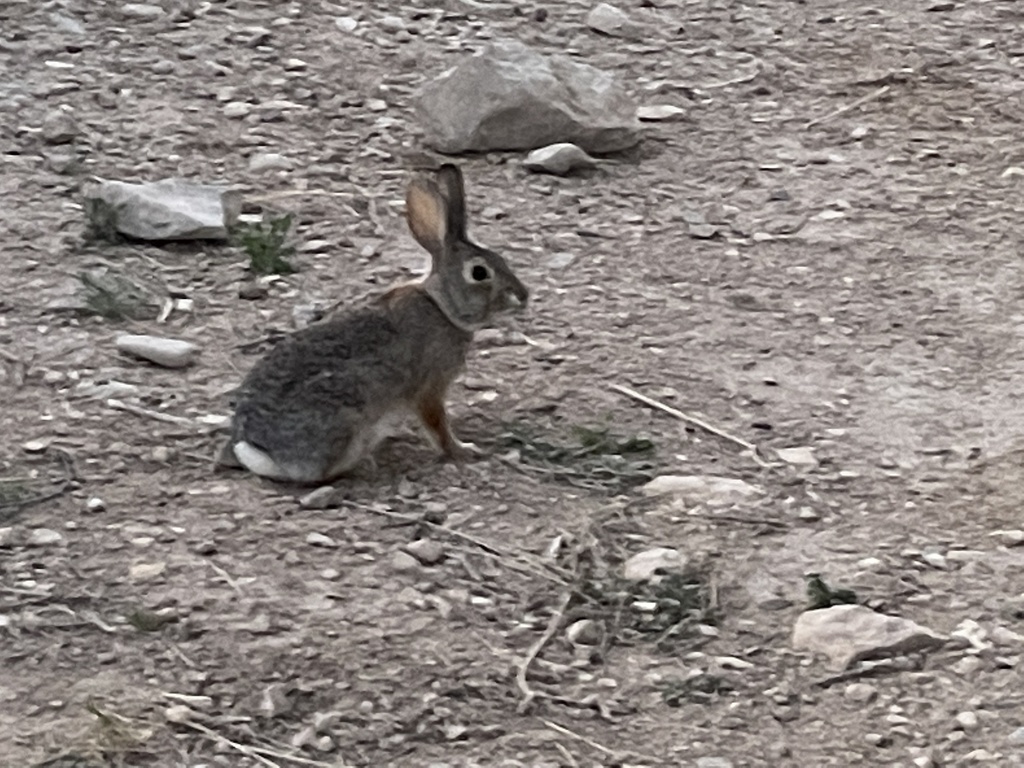 Cottontail Rabbits from Fm, Alpine, TX, US on April 01, 2022 at 07:28 ...