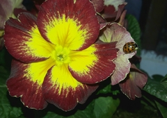 Harmonia axyridis