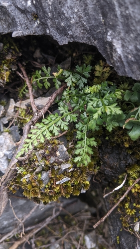 Image of Beijing spleenwort by (c) Cheng-Te Hsu, some rights reserved (CC BY)