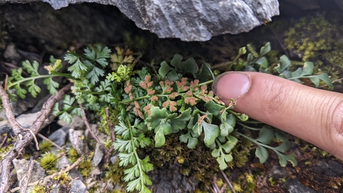 Image of Asplenium pekinense by (c) Cheng-Te Hsu, some rights reserved (CC BY)