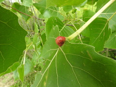 Pemphigus populicaulis