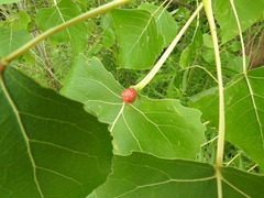 Pemphigus populicaulis