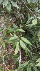 Quercus tatakaensis