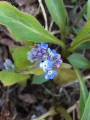 Myosotis decumbens