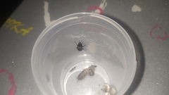 Steatoda paykulliana