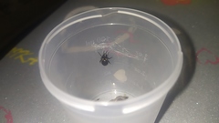 Steatoda paykulliana