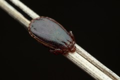 Haemaphysalis punctata