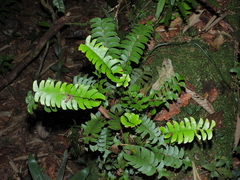 Lindsaea falcata