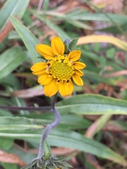 Wyethia angustifolia