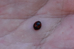 Exochomus jamaicensis