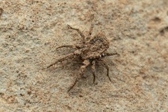 Caeculidae
