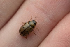 Gonioctena variabilis