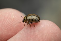 Gonioctena variabilis