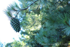Pinus maximartinezii