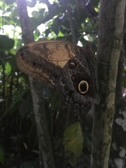 Caligo telamonius