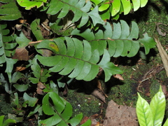 Lindsaea falcata