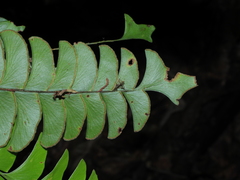 Lindsaea falcata