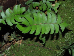 Lindsaea falcata