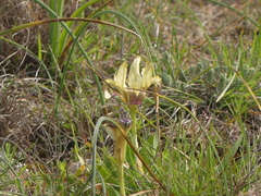 Iris pseudopumila