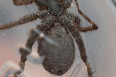 Pardosa morosa