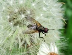 Hydrophoria lancifer