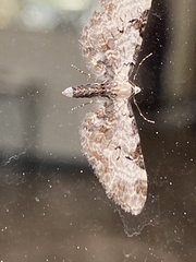 Eupithecia ravocostaliata