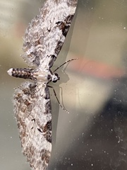Eupithecia ravocostaliata
