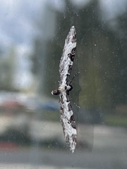 Eupithecia ravocostaliata