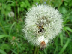 Hydrophoria lancifer