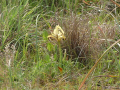 Iris pseudopumila