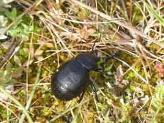 Timarcha pimelioides