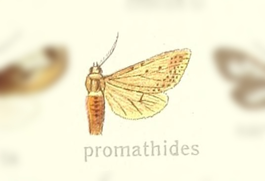 Euchaetes promathides