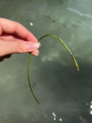 Syringodium filiforme