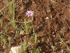 Crepis rubra