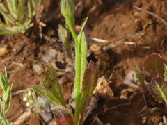 Crepis rubra