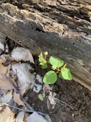 Euphorbia mercurialina
