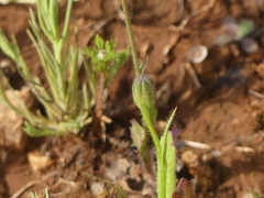 Crepis rubra