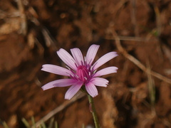 Crepis rubra