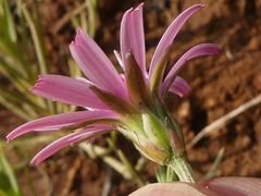 Crepis rubra