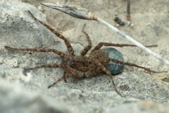 Pardosa morosa