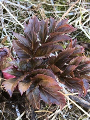 Angelica archangelica archangelica
