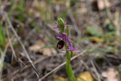Ophrys bertolonii flavicans