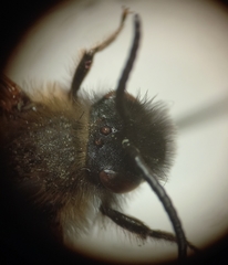 Andrena bimaculata