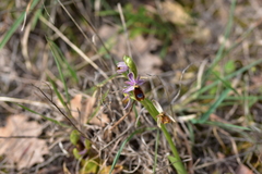 Ophrys bertolonii flavicans
