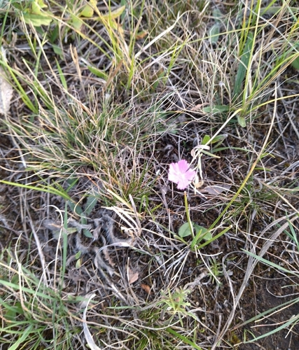 Image of Dianthus campestris by (c) ll r Ирина, some rights reserved (CC BY)