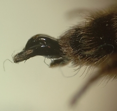 Andrena bimaculata