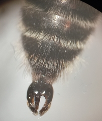 Andrena bimaculata