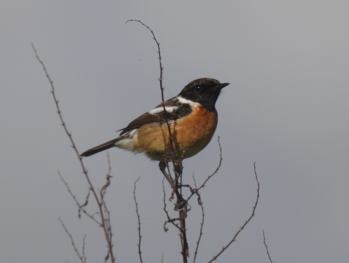 Tarabilla europea (Saxicola rubicola)