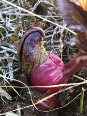 Angelica archangelica archangelica